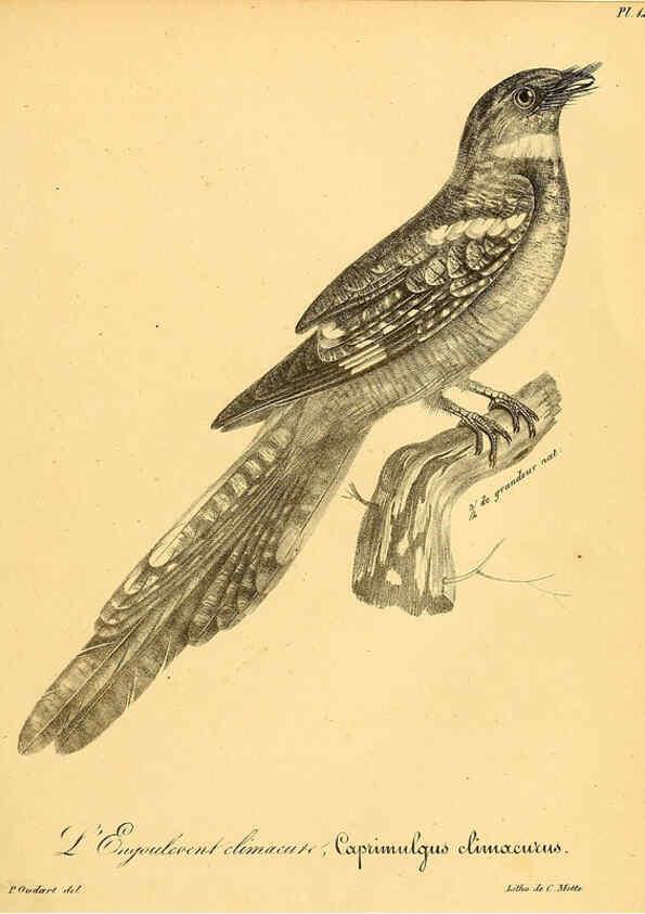 Reproducción/Reproduction 6001944127: La galerie des oiseaux Paris :Carpentier-Méricourt,1834