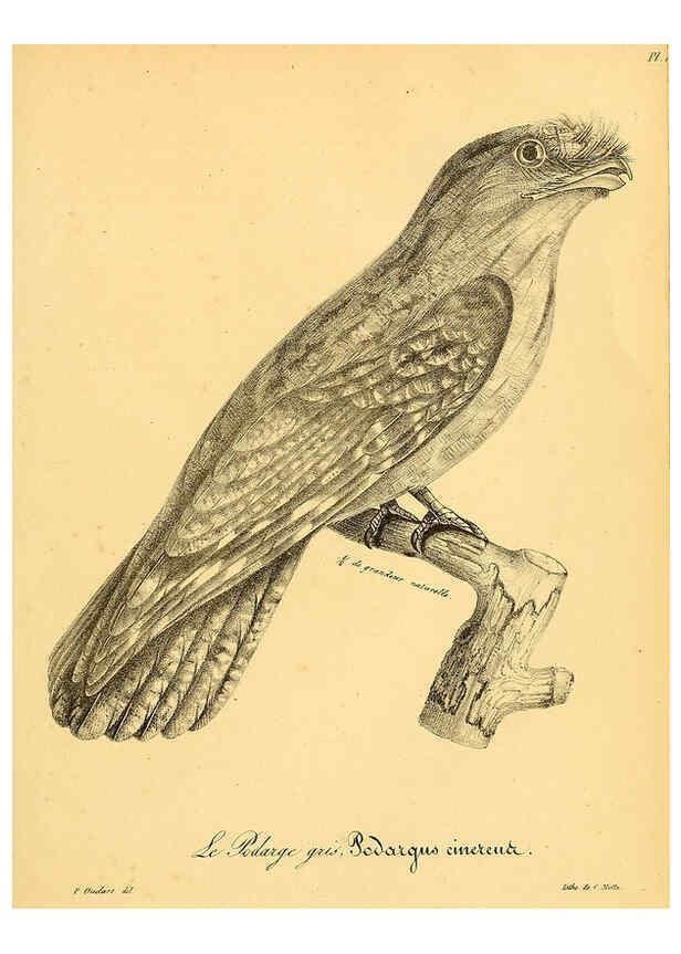 Reproducción/Reproduction 6001944517: La galerie des oiseaux Paris :Carpentier-Méricourt,1834
