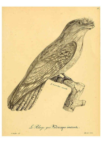 Reproducción/Reproduction 6001944517: La galerie des oiseaux Paris :Carpentier-Méricourt,1834