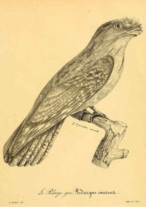 Reproducción/Reproduction 6001944517: La galerie des oiseaux Paris :Carpentier-Méricourt,1834