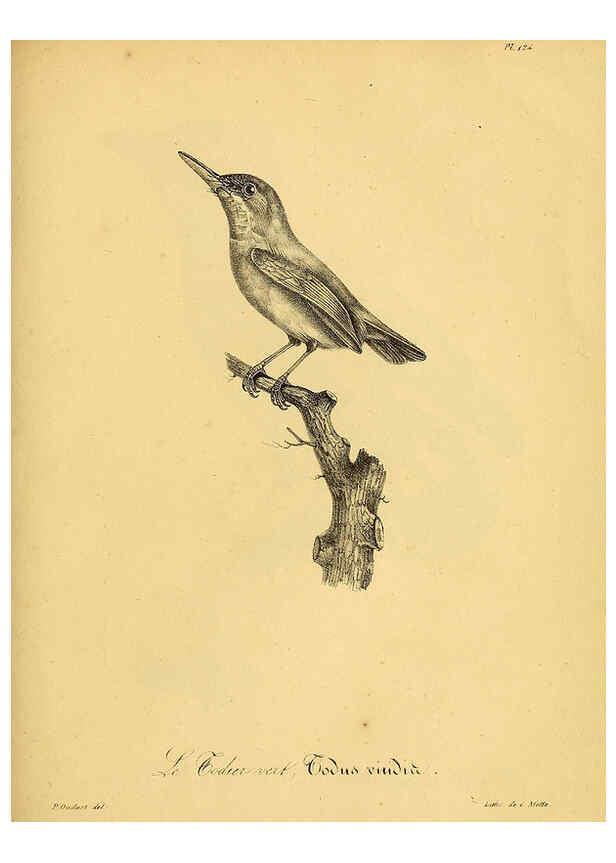 Reproducción/Reproduction 6002492652: La galerie des oiseaux Paris :Carpentier-Méricourt,1834