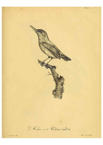 Reproducción/Reproduction 6002492652: La galerie des oiseaux Paris :Carpentier-Méricourt,1834