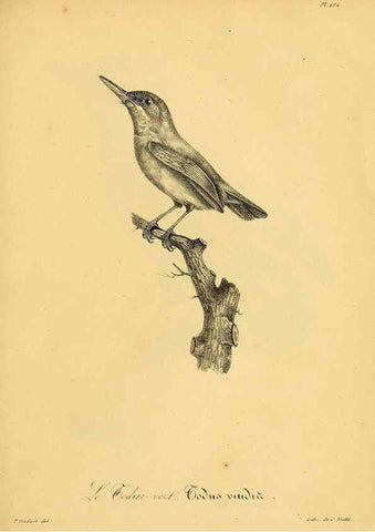 Reproducción/Reproduction 6002492652: La galerie des oiseaux Paris :Carpentier-Méricourt,1834