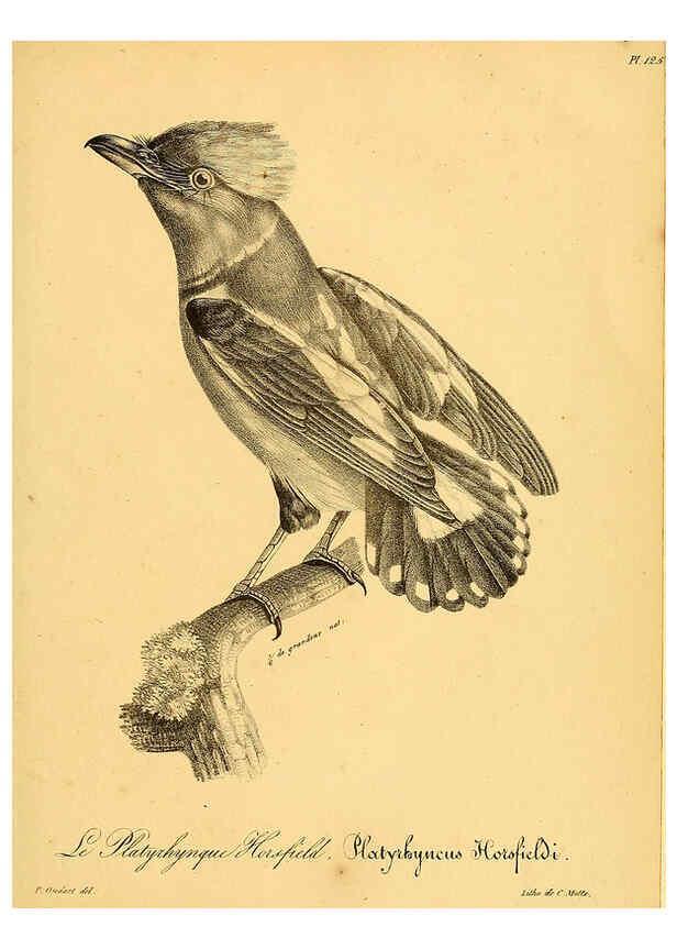 Reproducción/Reproduction 6002492962: La galerie des oiseaux Paris :Carpentier-Méricourt,1834