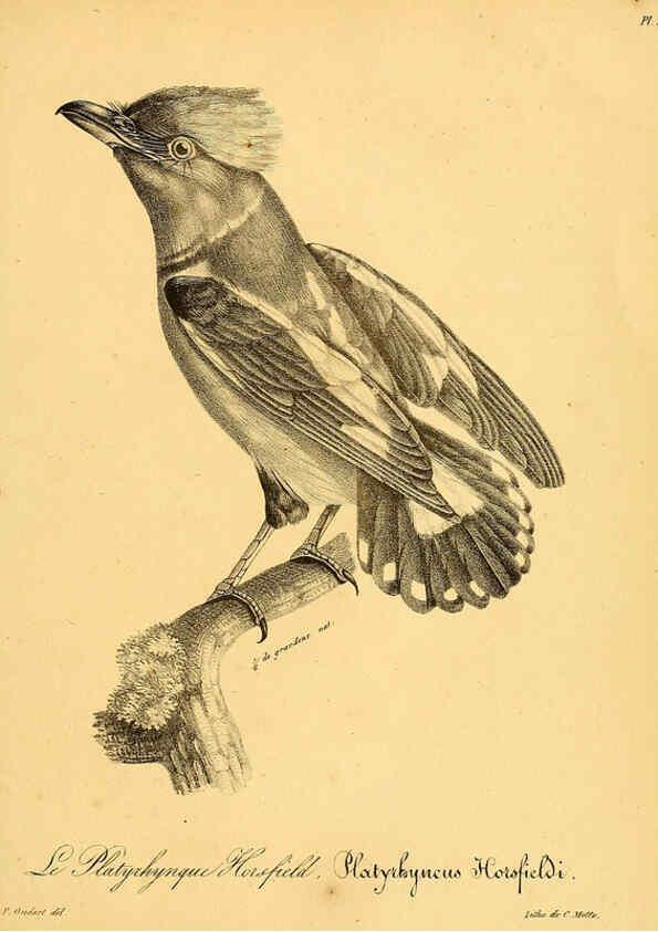 Reproducción/Reproduction 6002492962: La galerie des oiseaux Paris :Carpentier-Méricourt,1834