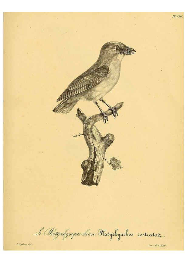 Reproducción/Reproduction 6001945555: La galerie des oiseaux Paris :Carpentier-Méricourt,1834
