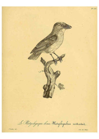 Reproducción/Reproduction 6001945555: La galerie des oiseaux Paris :Carpentier-Méricourt,1834
