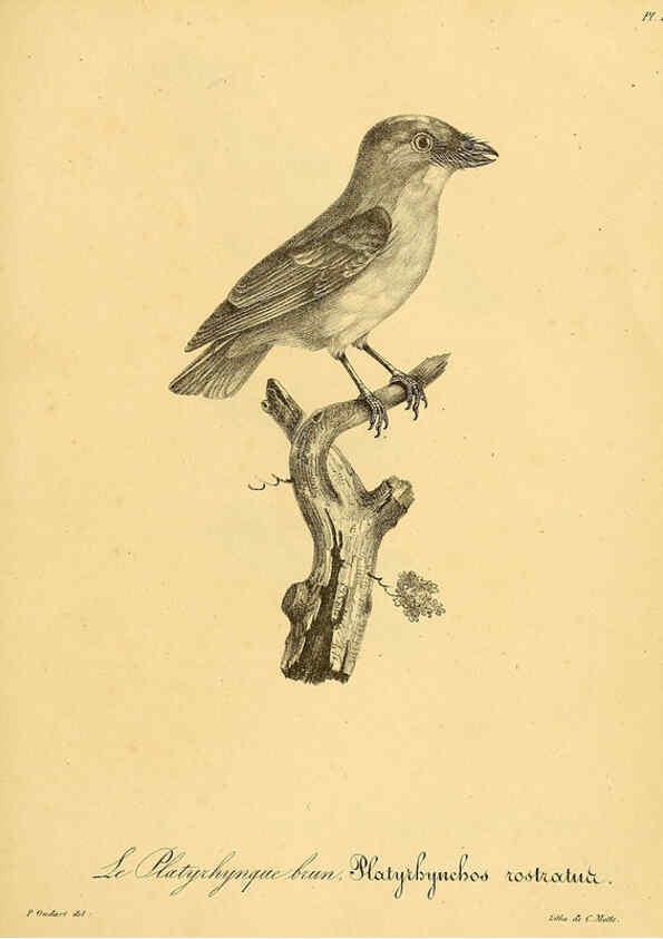 Reproducción/Reproduction 6001945555: La galerie des oiseaux Paris :Carpentier-Méricourt,1834