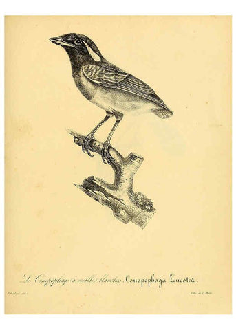Reproducción/Reproduction 6002493872: La galerie des oiseaux Paris :Carpentier-Méricourt,1834