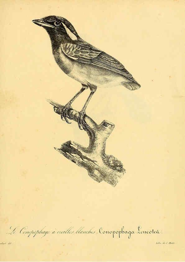 Reproducción/Reproduction 6002493872: La galerie des oiseaux Paris :Carpentier-Méricourt,1834