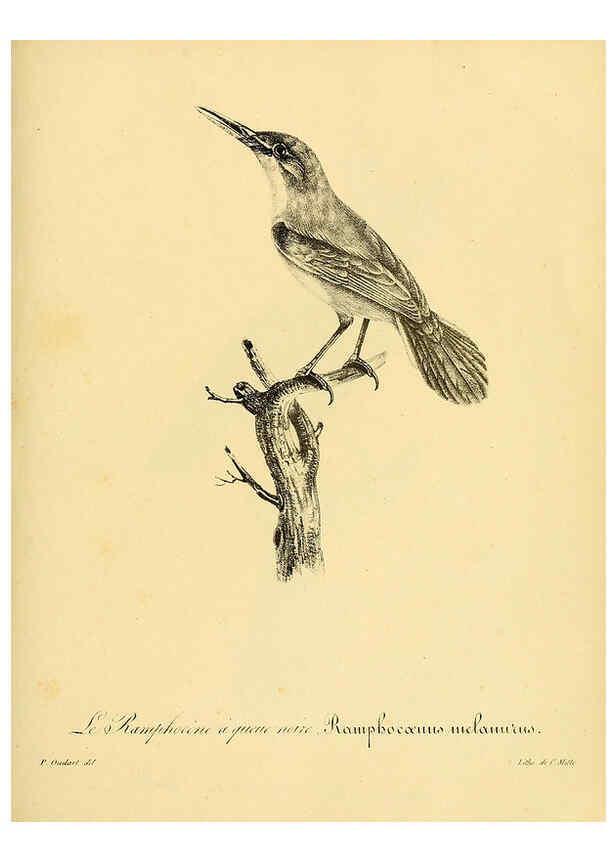 Reproducción/Reproduction 6002494126: La galerie des oiseaux Paris :Carpentier-Méricourt,1834