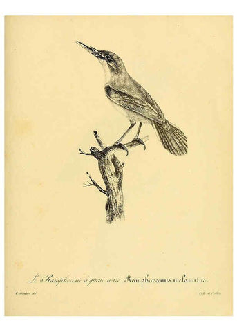 Reproducción/Reproduction 6002494126: La galerie des oiseaux Paris :Carpentier-Méricourt,1834