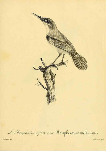 Reproducción/Reproduction 6002494126: La galerie des oiseaux Paris :Carpentier-Méricourt,1834
