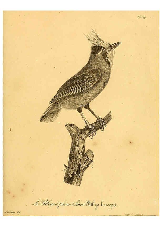 Reproducción/Reproduction 6002494402: La galerie des oiseaux Paris :Carpentier-Méricourt,1834