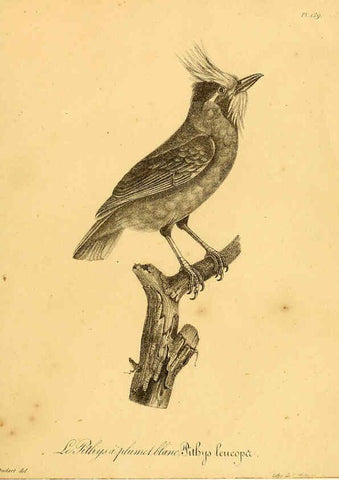 Reproducción/Reproduction 6002494402: La galerie des oiseaux Paris :Carpentier-Méricourt,1834