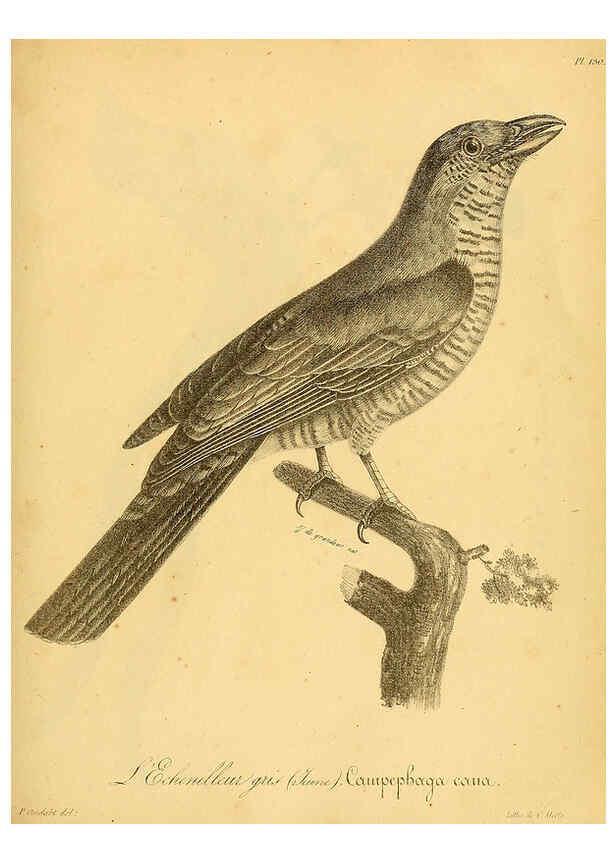 Reproducción/Reproduction 6001946967: La galerie des oiseaux Paris :Carpentier-Méricourt,1834