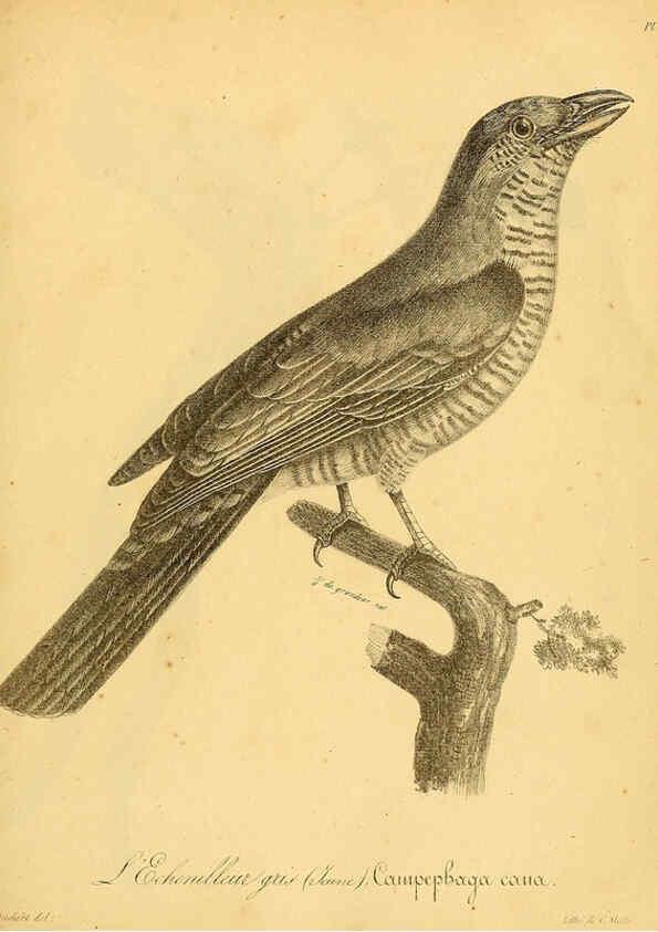 Reproducción/Reproduction 6001946967: La galerie des oiseaux Paris :Carpentier-Méricourt,1834