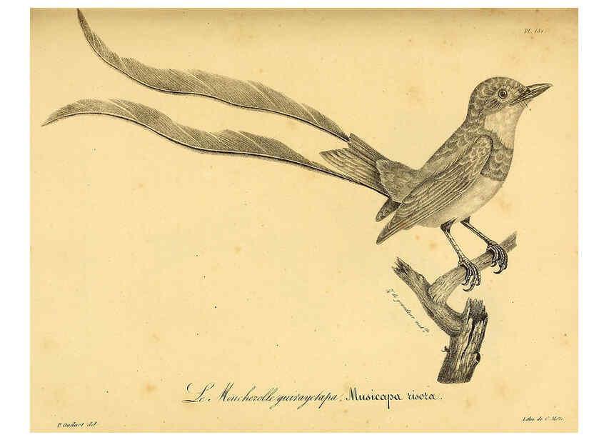 Reproducción/Reproduction 6001947241: La galerie des oiseaux Paris :Carpentier-Méricourt,1834