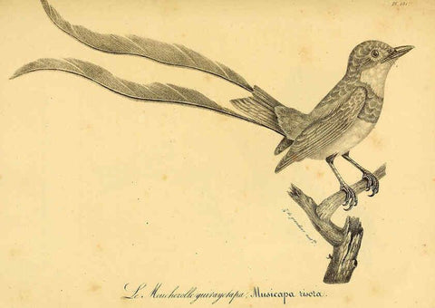 Reproducción/Reproduction 6001947241: La galerie des oiseaux Paris :Carpentier-Méricourt,1834
