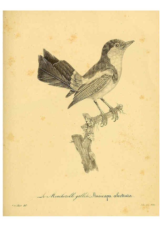Reproducción/Reproduction 6002495468: La galerie des oiseaux Paris :Carpentier-Méricourt,1834
