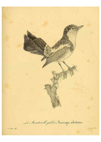 Reproducción/Reproduction 6002495468: La galerie des oiseaux Paris :Carpentier-Méricourt,1834