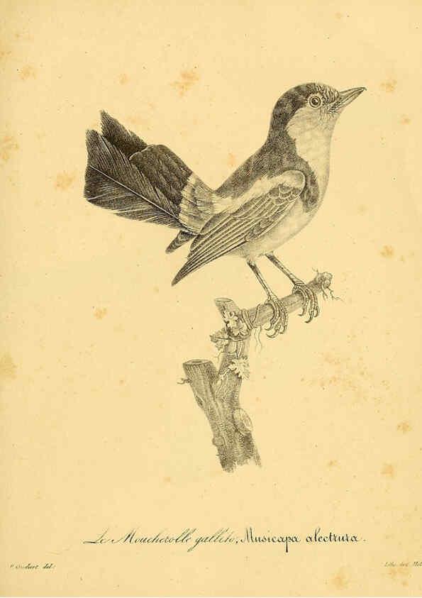 Reproducción/Reproduction 6002495468: La galerie des oiseaux Paris :Carpentier-Méricourt,1834