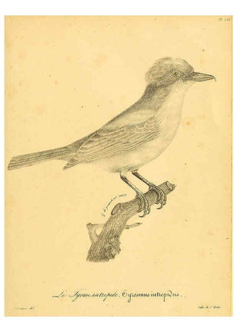 Reproducción/Reproduction 6002495868: La galerie des oiseaux Paris :Carpentier-Méricourt,1834