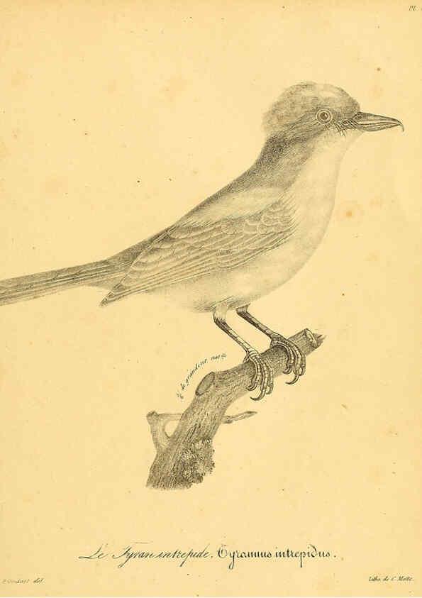 Reproducción/Reproduction 6002495868: La galerie des oiseaux Paris :Carpentier-Méricourt,1834