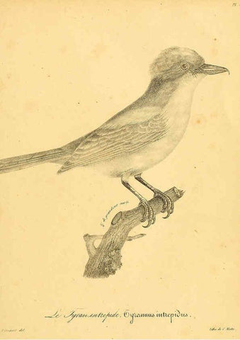 Reproducción/Reproduction 6002495868: La galerie des oiseaux Paris :Carpentier-Méricourt,1834