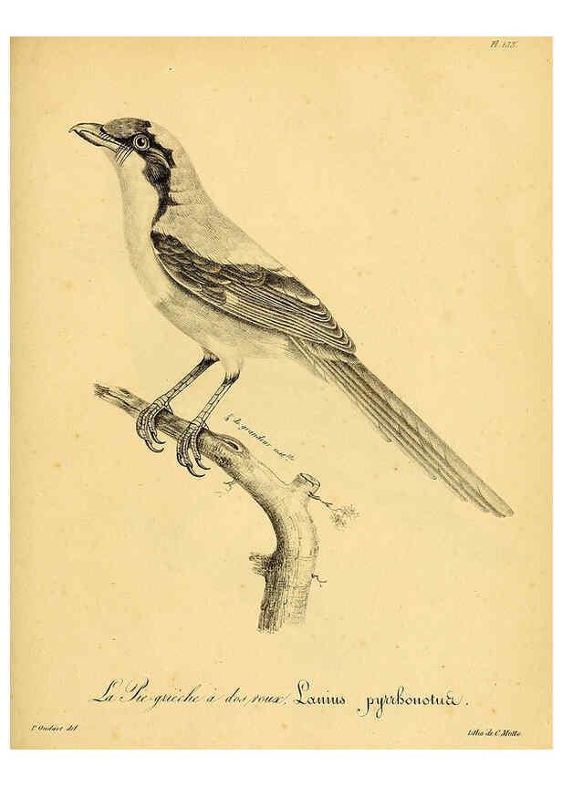 Reproducción/Reproduction 6001948811: La galerie des oiseaux Paris :Carpentier-Méricourt,1834