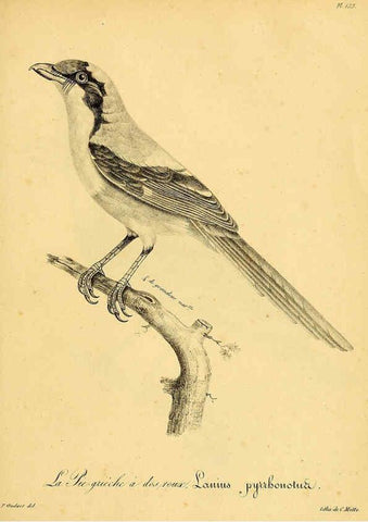Reproducción/Reproduction 6001948811: La galerie des oiseaux Paris :Carpentier-Méricourt,1834