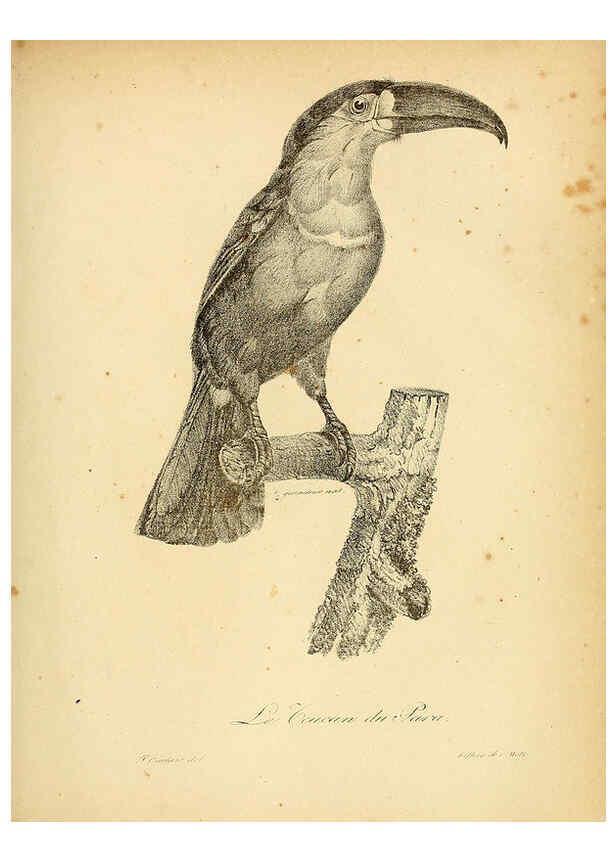Reproducción/Reproduction 6002438990: La galerie des oiseaux Paris :Carpentier-Méricourt,1834