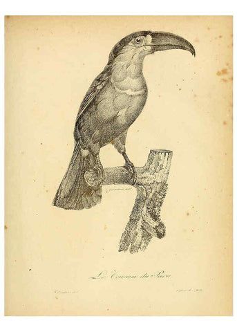 Reproducción/Reproduction 6002438990: La galerie des oiseaux Paris :Carpentier-Méricourt,1834