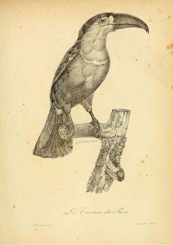 Reproducción/Reproduction 6002438990: La galerie des oiseaux Paris :Carpentier-Méricourt,1834