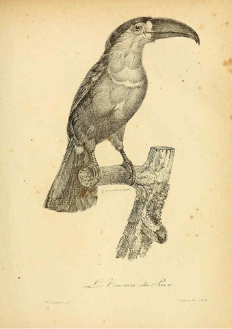 Reproducción/Reproduction 6002438990: La galerie des oiseaux Paris :Carpentier-Méricourt,1834