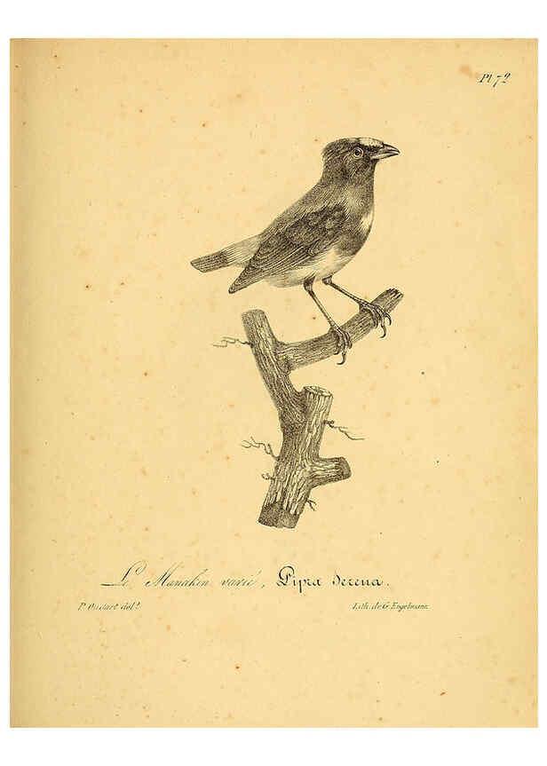 Reproducción/Reproduction 6001921243: La galerie des oiseaux Paris :Carpentier-Méricourt,1834