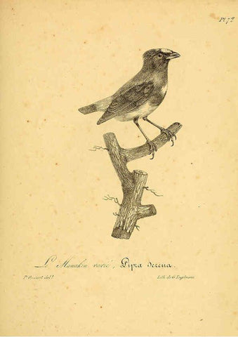 Reproducción/Reproduction 6001921243: La galerie des oiseaux Paris :Carpentier-Méricourt,1834