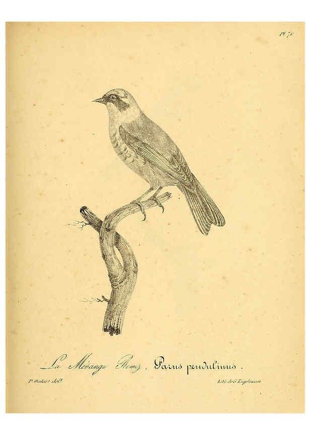 Reproducción/Reproduction 6001920447: La galerie des oiseaux Paris :Carpentier-Méricourt,1834