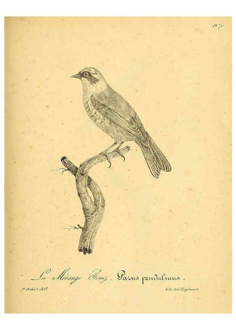 Reproducción/Reproduction 6001920447: La galerie des oiseaux Paris :Carpentier-Méricourt,1834