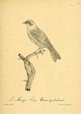 Reproducción/Reproduction 6001920447: La galerie des oiseaux Paris :Carpentier-Méricourt,1834