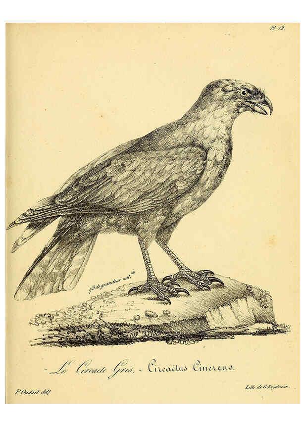 Reproducción/Reproduction 6001899531: La galerie des oiseaux Paris :Carpentier-Méricourt,1834