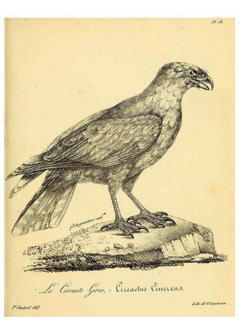 Reproducción/Reproduction 6001899531: La galerie des oiseaux Paris :Carpentier-Méricourt,1834