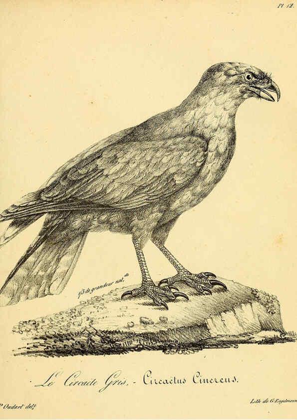 Reproducción/Reproduction 6001899531: La galerie des oiseaux Paris :Carpentier-Méricourt,1834