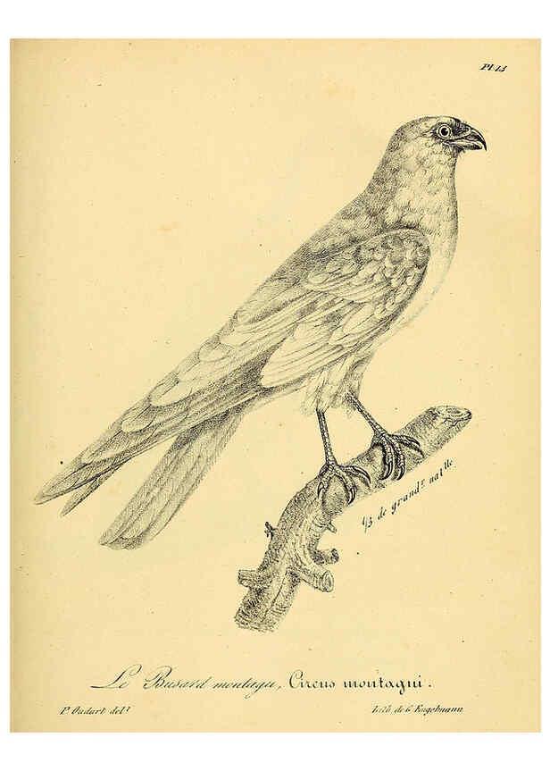 Reproducción/Reproduction 6002448394: La galerie des oiseaux Paris :Carpentier-Méricourt,1834