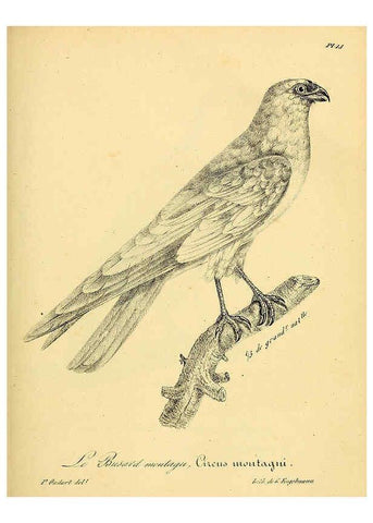 Reproducción/Reproduction 6002448394: La galerie des oiseaux Paris :Carpentier-Méricourt,1834