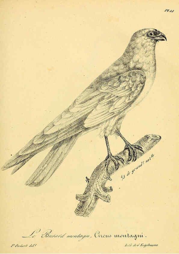 Reproducción/Reproduction 6002448394: La galerie des oiseaux Paris :Carpentier-Méricourt,1834