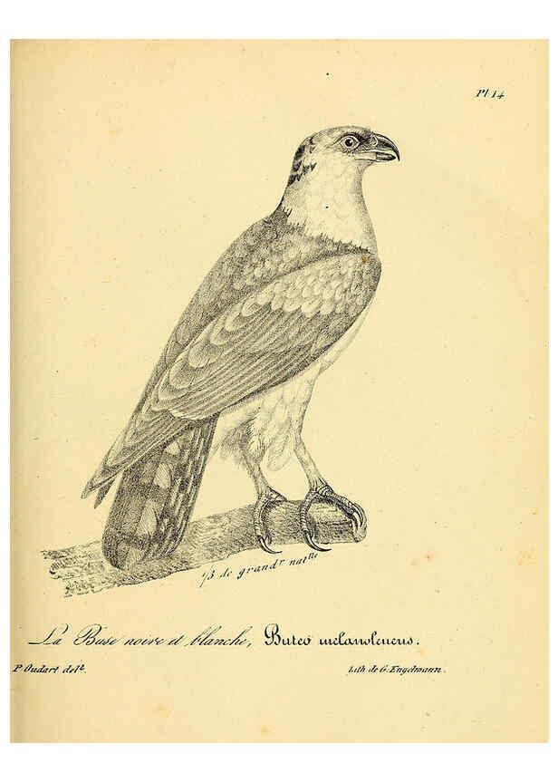 Reproducción/Reproduction 6002448662: La galerie des oiseaux Paris :Carpentier-Méricourt,1834
