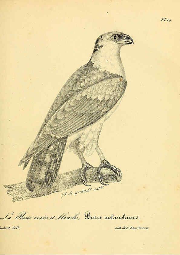 Reproducción/Reproduction 6002448662: La galerie des oiseaux Paris :Carpentier-Méricourt,1834