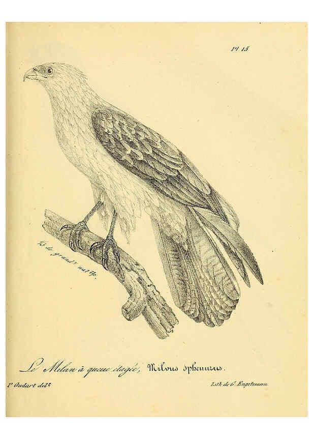 Reproducción/Reproduction 6002448986: La galerie des oiseaux Paris :Carpentier-Méricourt,1834