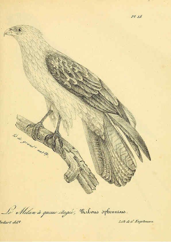 Reproducción/Reproduction 6002448986: La galerie des oiseaux Paris :Carpentier-Méricourt,1834